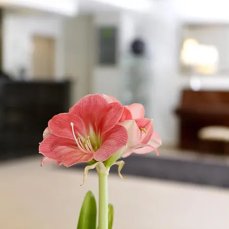 Cova Da Iria 3* 파티마